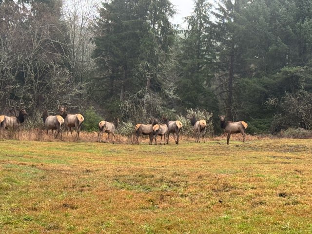 image-1010683-Elk_at_BKS_2-16790.w640.jpeg